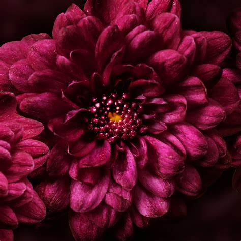 The Allure of Magenta: A Shade of Elegance and Exuberance