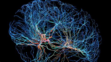 The Allure of Neural Connectivity