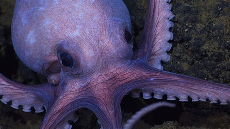 The Allure of Octopuses