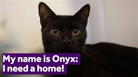 The Allure of Onyx Cats