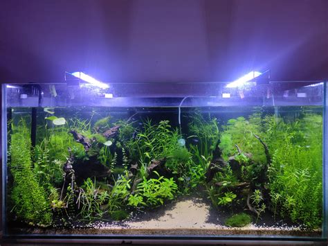 The Allure of Planted Aquariums: A Journey into Aquatic Botany