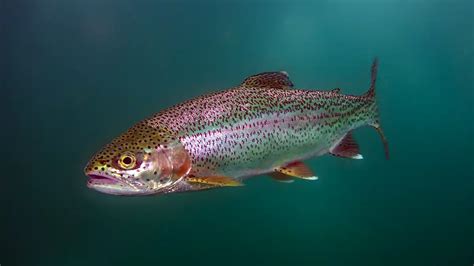 The Allure of Rainbow Trout