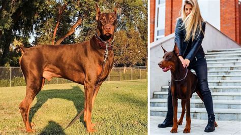 The Allure of Red Doberman Pinschers: