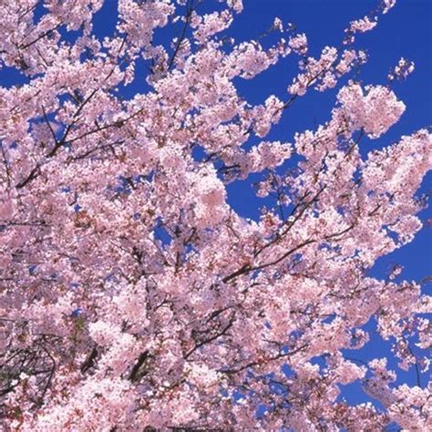 The Allure of SakuraSweetKisses: An Enchanting Journey into the World of Japanese Cherry Blossoms