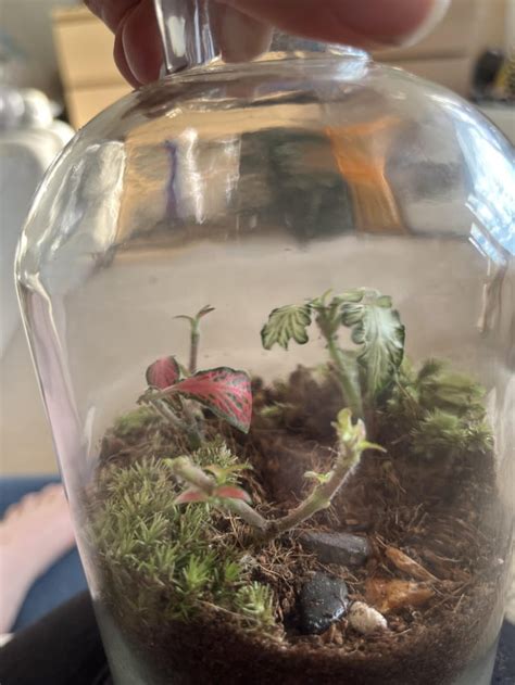 The Allure of Terrarium Battles