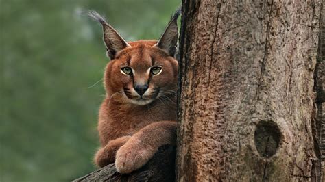 The Allure of the Caracal: A Captivating Presence in Chicago