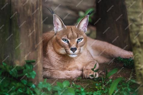 The Allure of the Caracal: A Comprehensive Guide to the Desert Lynx