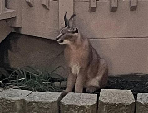 The Allure of the Caracal Cat: A Chicago Perspective