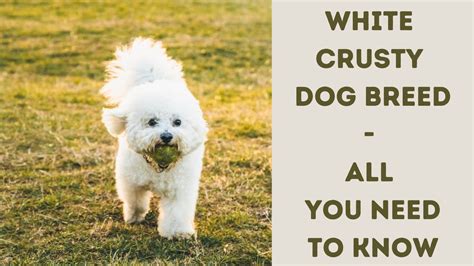 The Allure of the Crusty White Canine