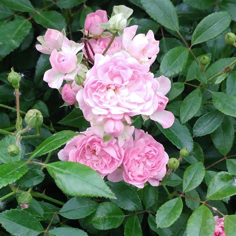 The Allure of the Fairy Rose