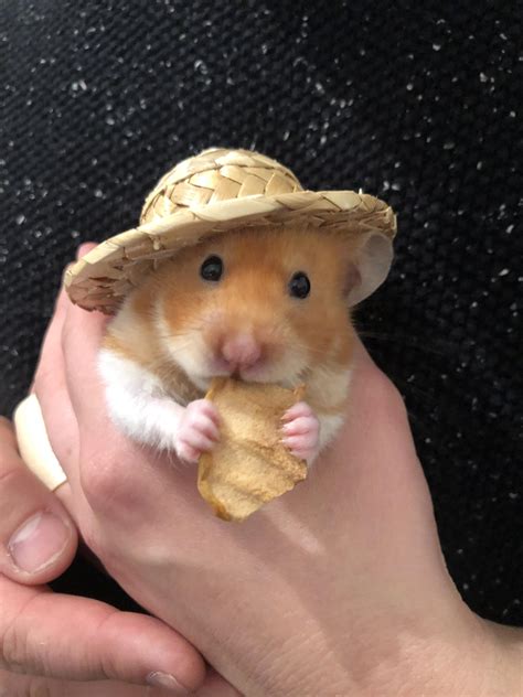 The Allure of the Hamster with Hat