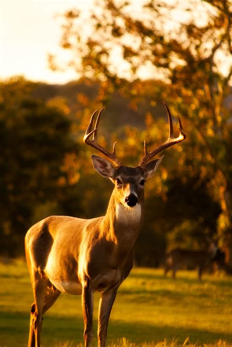 The Allure of the Majestic Handsome Buck: A Comprehensive Guide