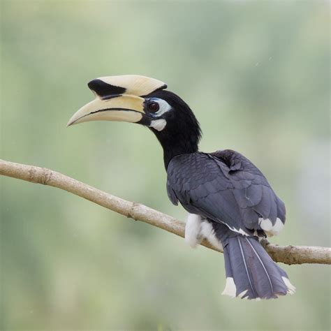 The Allure of the Majestic Oriental Pied Hornbill: A Comprehensive Guide