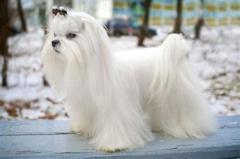 The Allure of the Maltese Breed