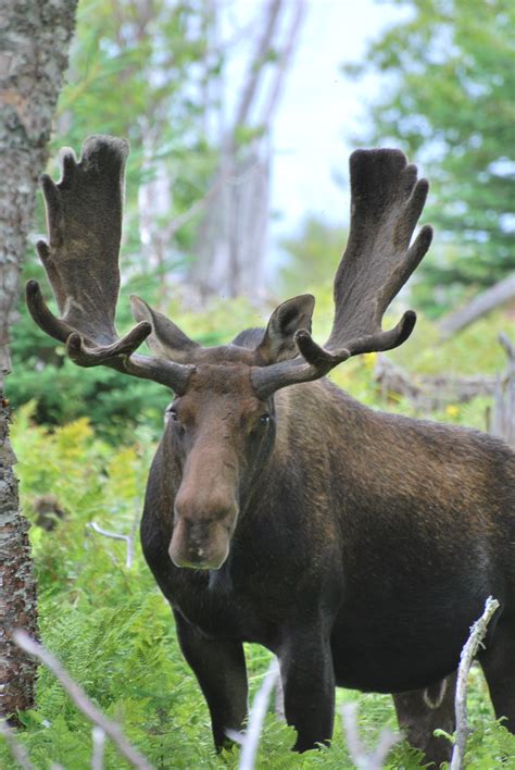 The Allure of the Moose