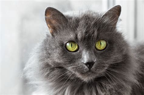 The Allure of the Nebelung: A Comprehensive Guide to the Enigmatic Longhaired Blue