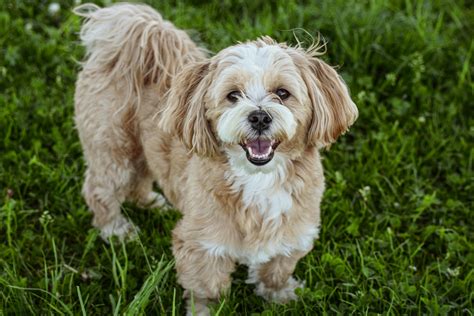 The Allure of the Terrier-Lhasa Apso Mix: A Comprehensive Guide