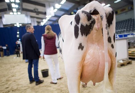 The Allure of the Udders Beauty World: A Comprehensive Guide to Enhance Your Cattle's Aesthetics