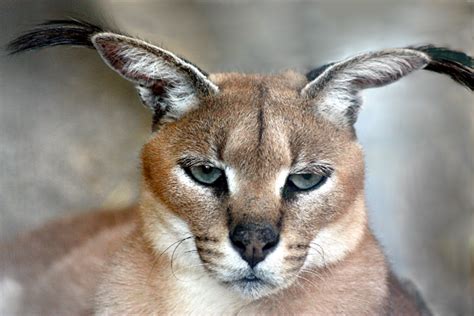 The Alluring Allure of the Elusive Caracal Cat: A Chicago Perspective