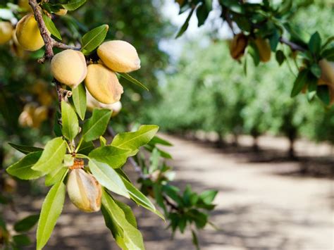 The Almond Tree Doc