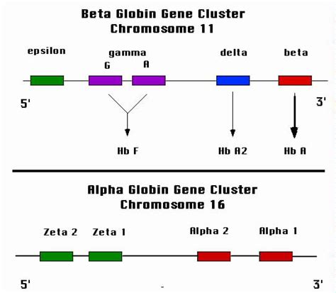 The Alpha Gift 5 Alpha Gene Series Reader