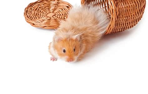 The Amazing World of Hamsters: 1200+ Fun Facts and Expert Advice