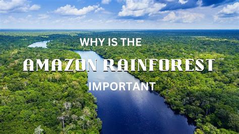 The Amazon: A Vital Ecosystem