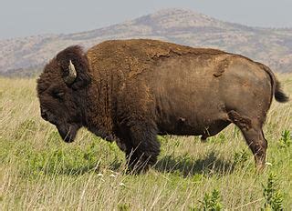 The American Bison: An Enduring Symbol of the Great Plains