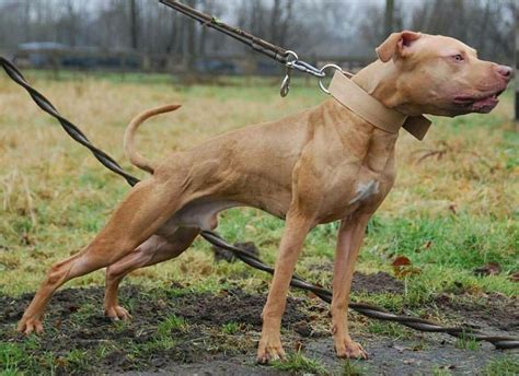 The American Pit Bull Terrier (APBT)