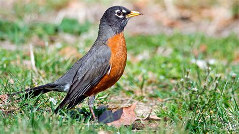 The American Robin: A Comprehensive Guide