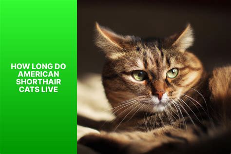 The American Shorthair: A Comprehensive Guide to Lifespan, Care, and Well-being