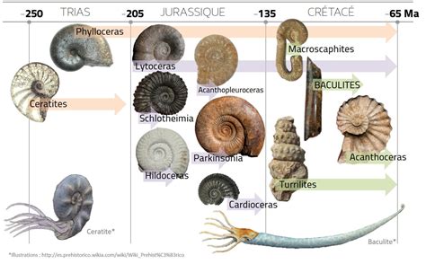 The Ammonite's Evolutionary Odyssey