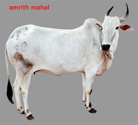 The Amritmahal: A Regal Breed of India's Dairy Heritage