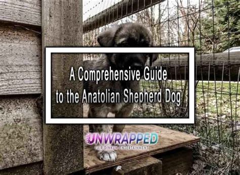 The Anatolian Shepherd Dog: A Comprehensive Guide to Size and Characteristics