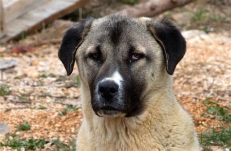 The Anatolian Shepherd Dog: A Comprehensive Guide to the Ancient Guardian