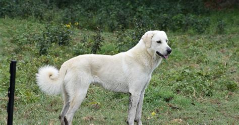 The Anatolian Shepherd Dog: A Guardian of Livestock and Family