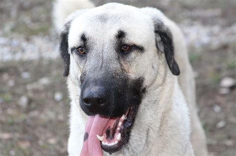 The Anatolian Shepherd Kangal Dog: A Comprehensive Guide to This Majestic Breed