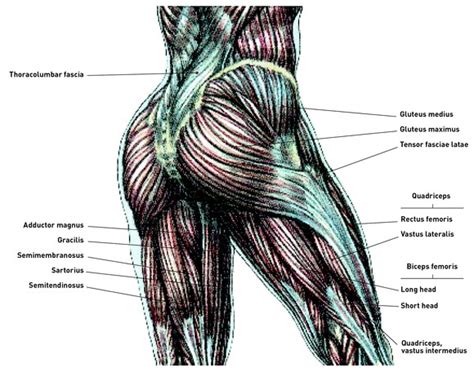 The Anatomical Marvel: Understanding the Booty Musculature