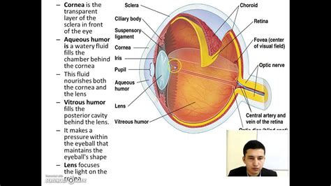 The Anatomy and Function of Shiva's Eyes