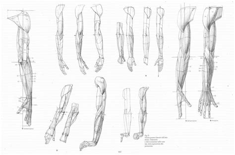 The Anatomy of Character Arms