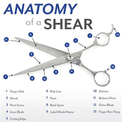 The Anatomy of Exceptional Shears