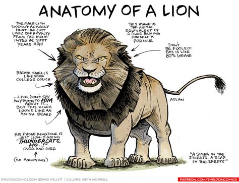 The Anatomy of Lions Odds