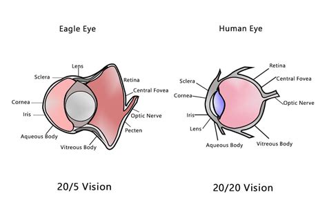 The Anatomy of Long-Range Vision