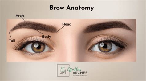 The Anatomy of Perfect Brows