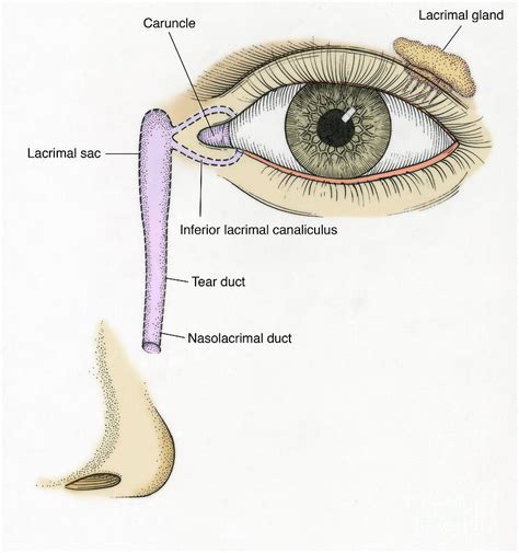 The Anatomy of Tear Ducts