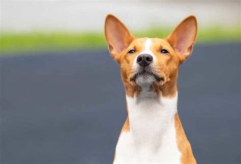 The Anatomy of a Basenji Bark