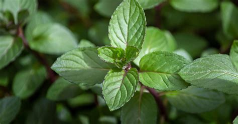 The Anatomy of a Candy Mint