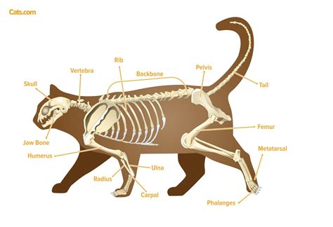 The Anatomy of a Cat's Tail