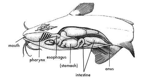 The Anatomy of a Catfish Attack