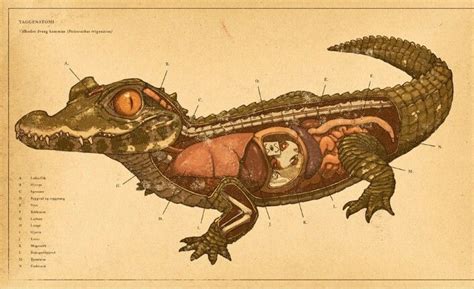 The Anatomy of a Character Croc